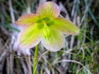 Schneerosen Blüte in heller Färbung
